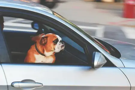 **Zakup winiety na autostrady słoweńskie online**
