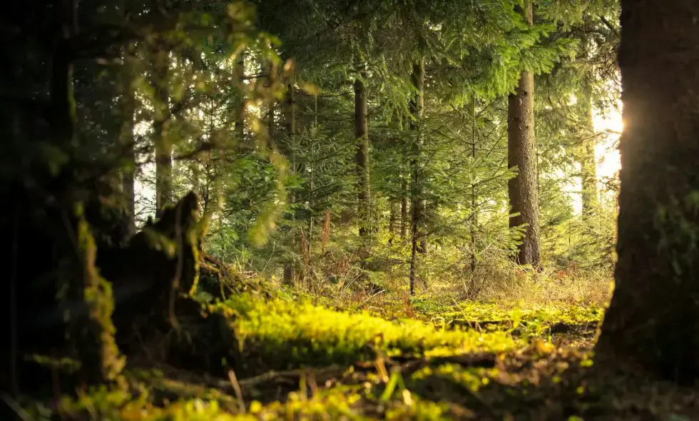 Esperienze in Slovenia per viaggiatori in auto